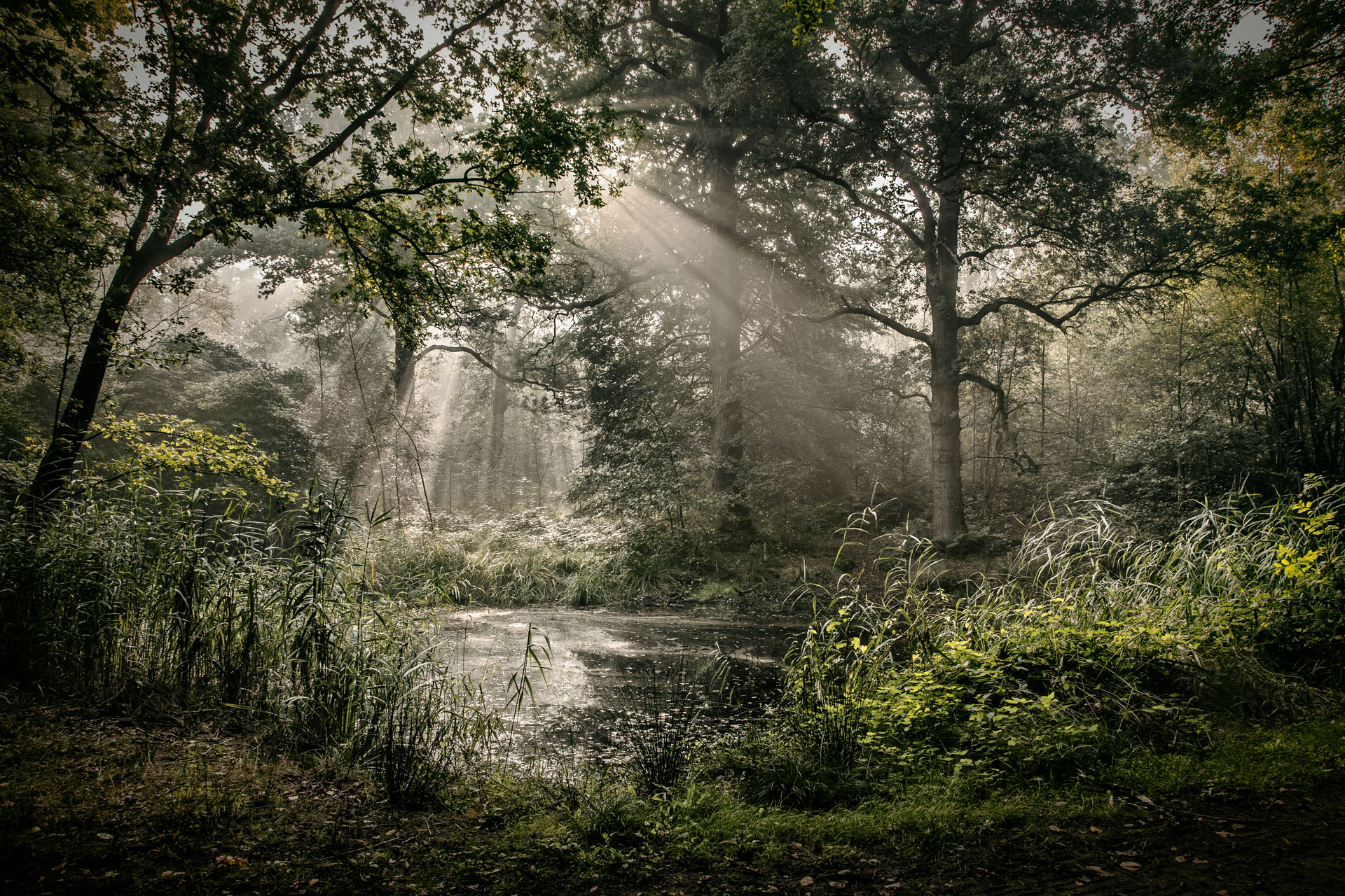 Forest of the Fallen Light - 5