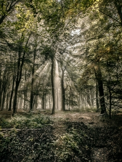 Forest of the Fallen Light – 6